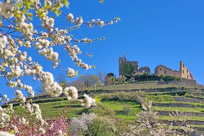 Schlossberg Staufen mit Burgruine